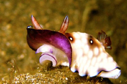Night dive. Anilao, Batangas. Canon ixus60 by Carlos Munda 